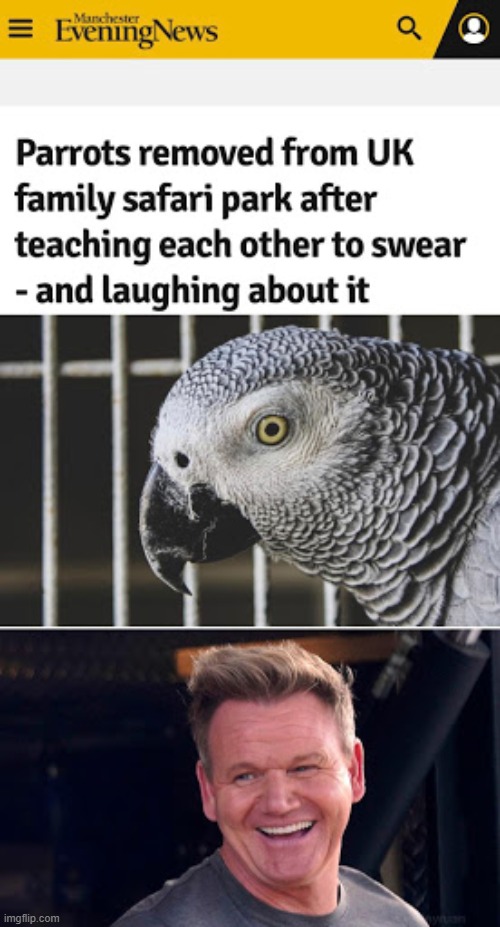 Swearing parrots be like | image tagged in swearing parrots,chef gordon ramsay | made w/ Imgflip meme maker