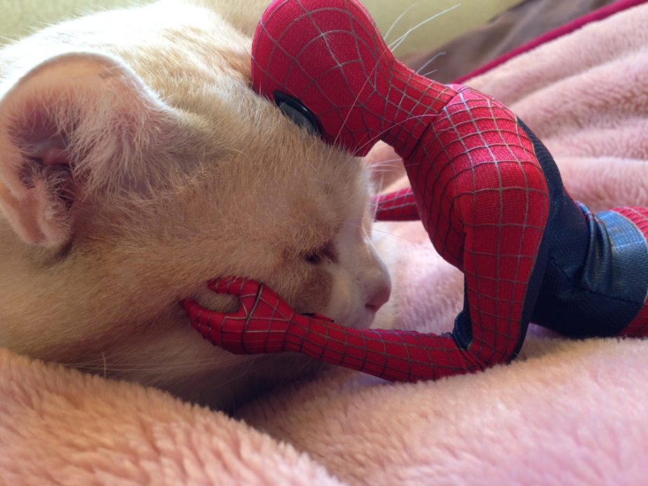 High Quality Cat and Spider-man toy Blank Meme Template