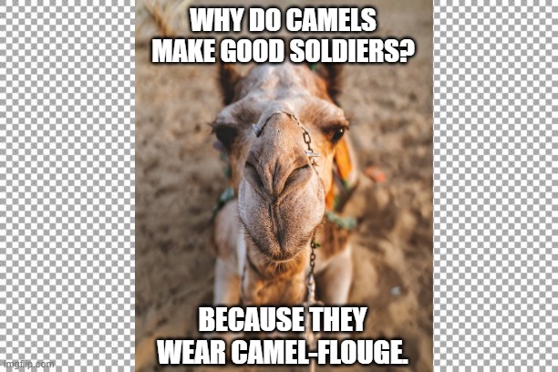 CAMEL-Flouge | WHY DO CAMELS MAKE GOOD SOLDIERS? BECAUSE THEY WEAR CAMEL-FLOUGE. | image tagged in hump day camel,camel,hump day,humor,jokes | made w/ Imgflip meme maker