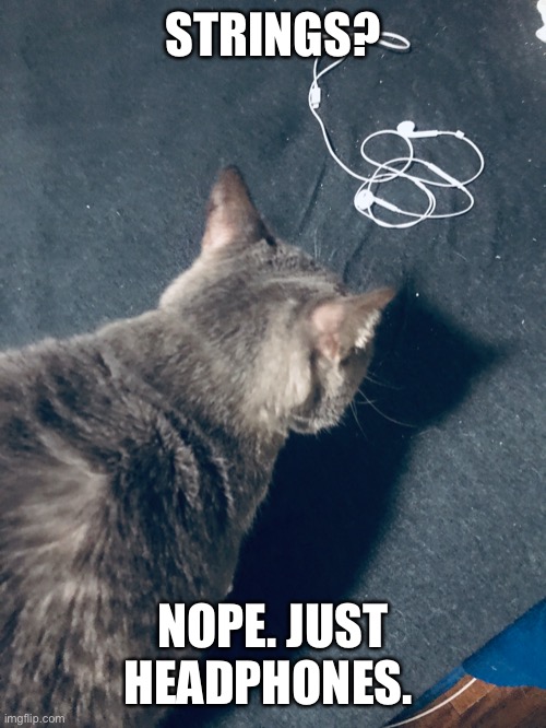 Strings? | STRINGS? NOPE. JUST HEADPHONES. | image tagged in cats | made w/ Imgflip meme maker