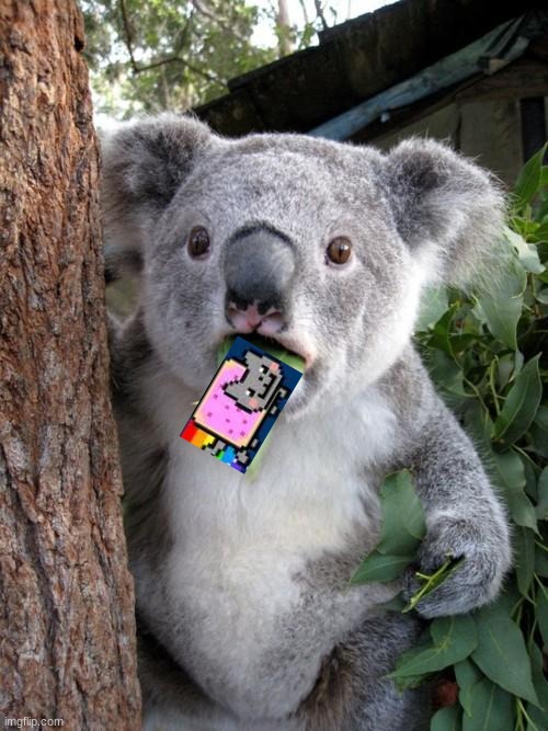 yummy nyan cat | image tagged in memes,surprised koala | made w/ Imgflip meme maker