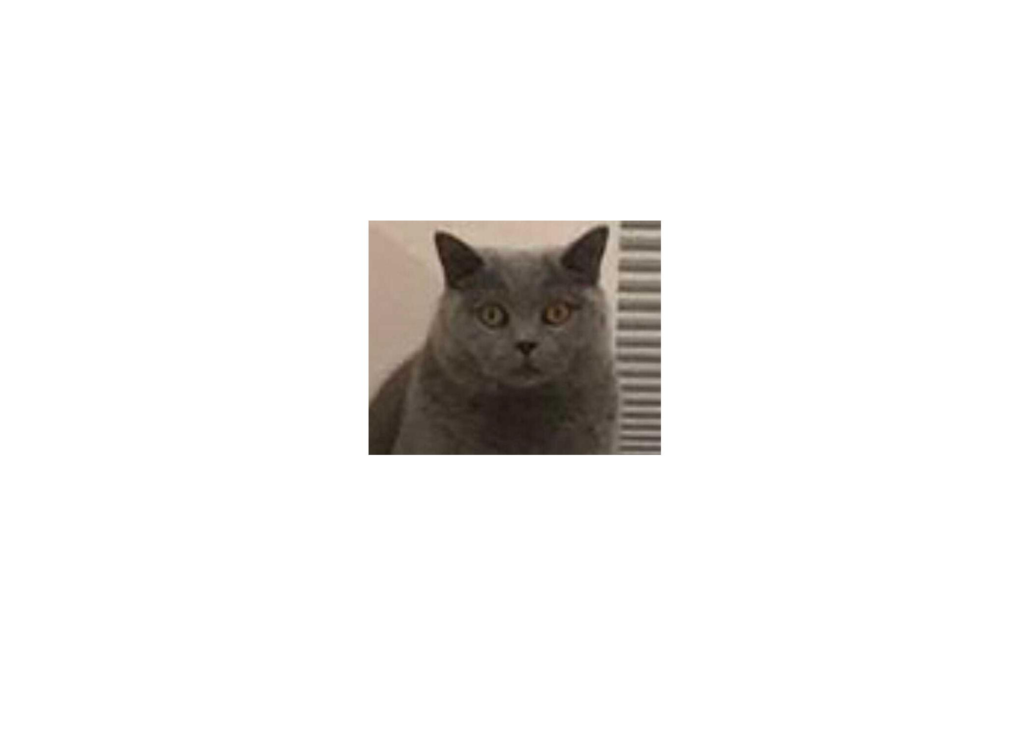 High Quality cat shart Blank Meme Template