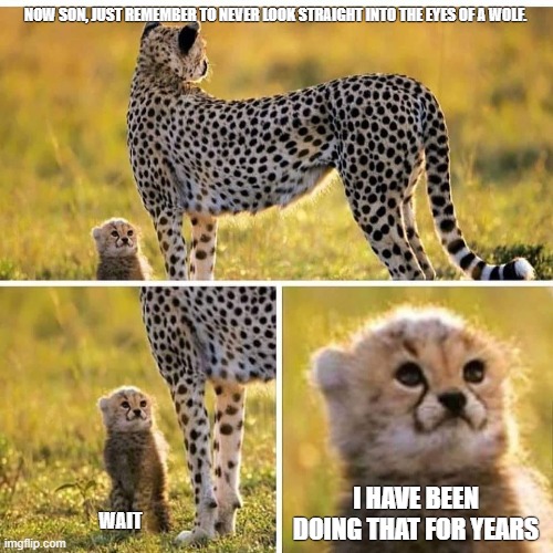 Cheetah Mom with Scared Cub | NOW SON, JUST REMEMBER TO NEVER LOOK STRAIGHT INTO THE EYES OF A WOLF. I HAVE BEEN DOING THAT FOR YEARS; WAIT | image tagged in cheetah mom with scared cub | made w/ Imgflip meme maker