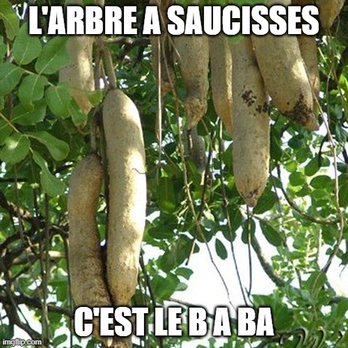 Arbre a saucisses | L'ARBRE A SAUCISSES; C'EST LE B A BA | image tagged in plants | made w/ Imgflip meme maker