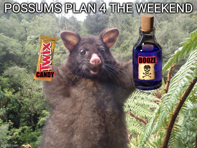 Australian possum | POSSUMS PLAN 4 THE WEEKEND BOOZE CANDY | image tagged in australian possum | made w/ Imgflip meme maker
