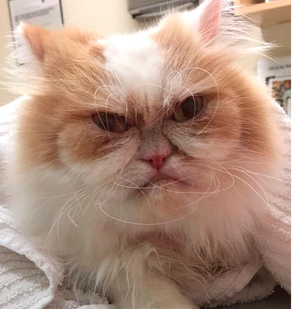High Quality New grumpy cat Blank Meme Template