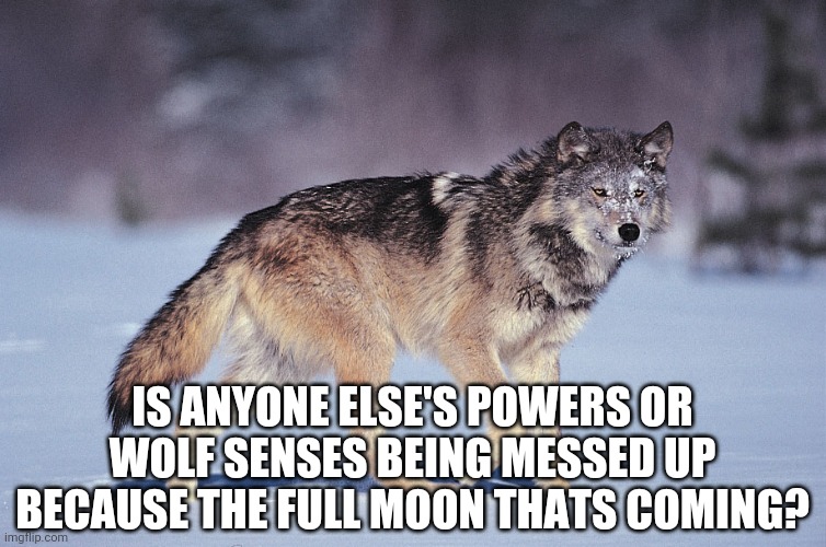 IS ANYONE ELSE'S POWERS OR WOLF SENSES BEING MESSED UP BECAUSE THE FULL MOON THATS COMING? | image tagged in mine are | made w/ Imgflip meme maker