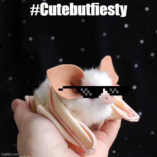 #cutebutfiesty | #Cutebutfiesty | image tagged in funny meme | made w/ Imgflip meme maker