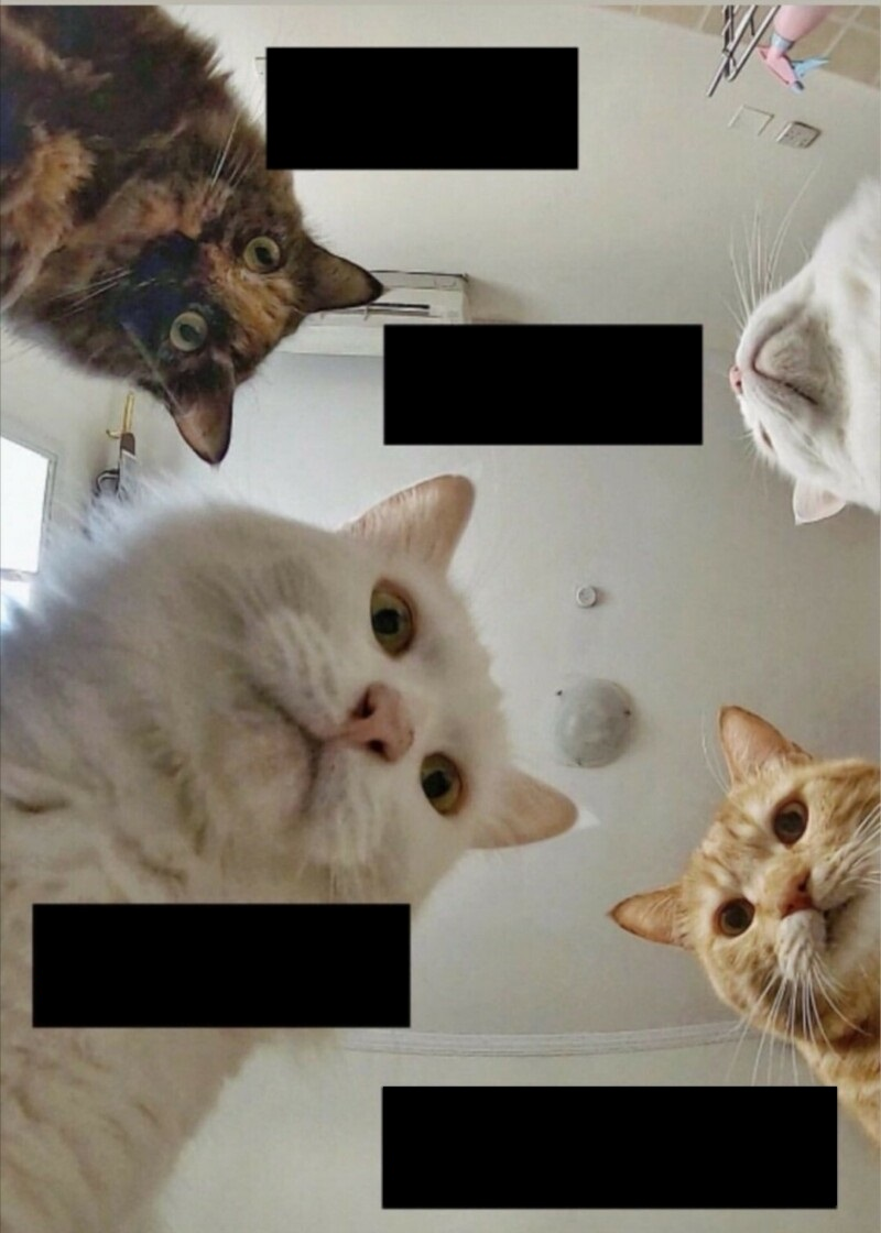 Natasha Cats mem Blank Meme Template