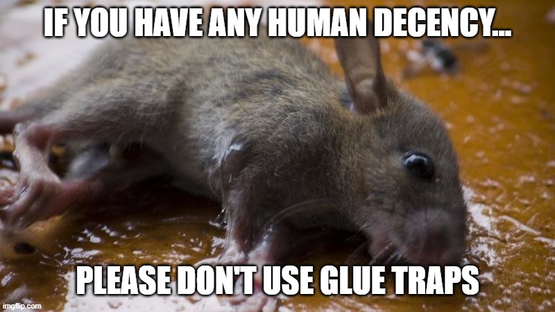 Glue Traps Suck | IF YOU HAVE ANY HUMAN DECENCY... PLEASE DON'T USE GLUE TRAPS | image tagged in mouse trap | made w/ Imgflip meme maker