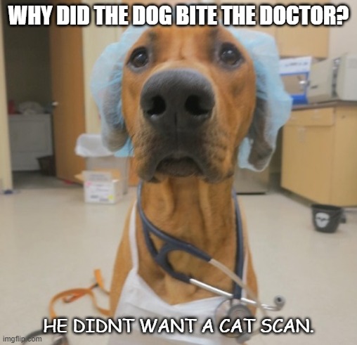 Bad Dad Joke Sept 30 2020 | WHY DID THE DOG BITE THE DOCTOR? HE DIDNT WANT A CAT SCAN. | image tagged in dog doctor | made w/ Imgflip meme maker