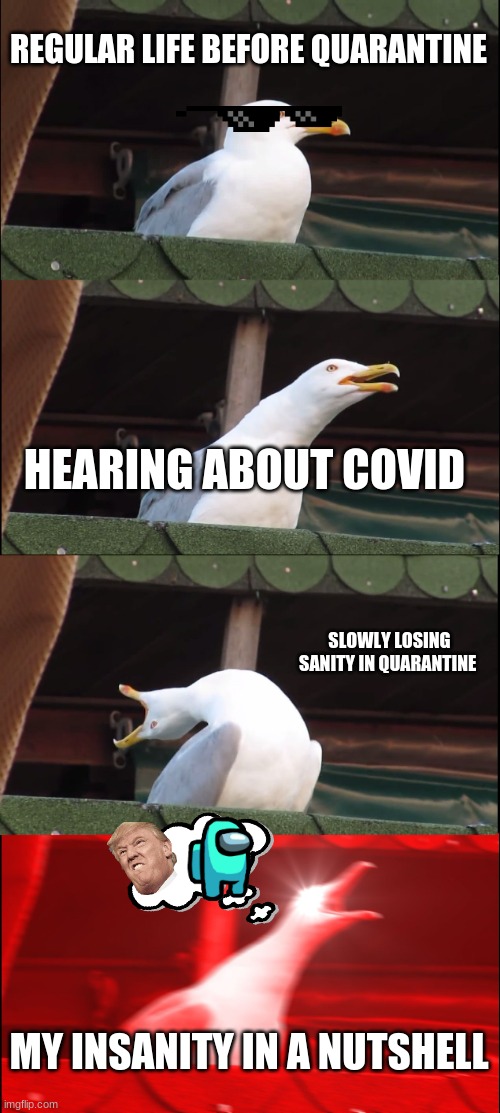 Inhaling Seagull | REGULAR LIFE BEFORE QUARANTINE; HEARING ABOUT COVID; SLOWLY LOSING SANITY IN QUARANTINE; MY INSANITY IN A NUTSHELL | image tagged in memes,inhaling seagull | made w/ Imgflip meme maker