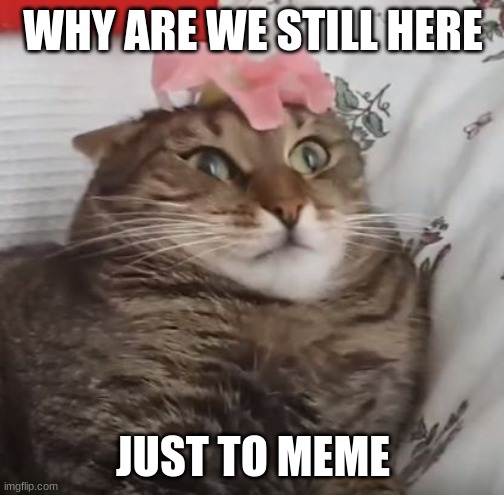 WHY ARE WE STILL HERE JUST TO SUFFER EVERY NIGHT cat 2 |  WHY ARE WE STILL HERE; JUST TO MEME | image tagged in why are we still here just to suffer every night cat 2 | made w/ Imgflip meme maker