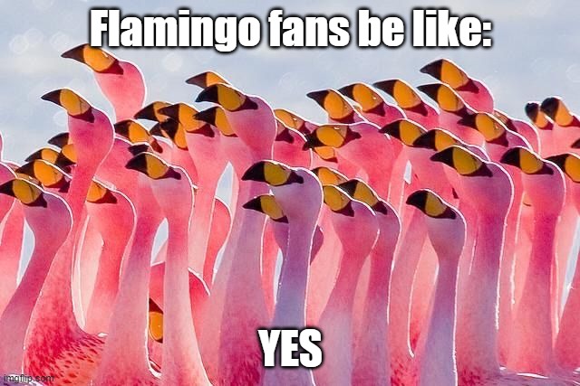 :) |  Flamingo fans be like:; YES | image tagged in circle of flamingo | made w/ Imgflip meme maker