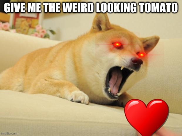 ANGRY DOGE | GIVE ME THE WEIRD LOOKING TOMATO | image tagged in angry doge | made w/ Imgflip meme maker