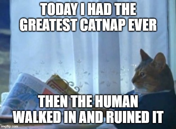 I Should Buy A Boat Cat | TODAY I HAD THE GREATEST CATNAP EVER; THEN THE HUMAN WALKED IN AND RUINED IT | image tagged in memes,i should buy a boat cat | made w/ Imgflip meme maker