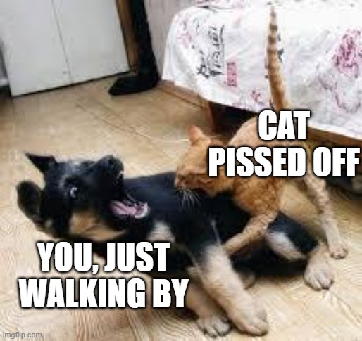Cat Dog Fight | CAT PISSED OFF; YOU, JUST WALKING BY | image tagged in cat dog fight | made w/ Imgflip meme maker