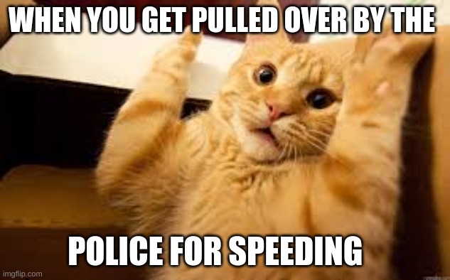The very first thing that happens when we get our drivers licence | WHEN YOU GET PULLED OVER BY THE; POLICE FOR SPEEDING | image tagged in cat meme | made w/ Imgflip meme maker