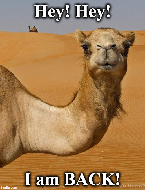 camel | Hey! Hey! I am BACK! | image tagged in camel | made w/ Imgflip meme maker