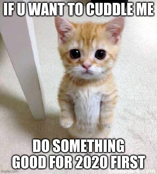 YES | IF U WANT TO CUDDLE ME; DO SOMETHING GOOD FOR 2020 FIRST | image tagged in memes,cute cat | made w/ Imgflip meme maker