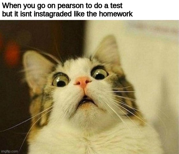 *scared student noises* | When you go on pearson to do a test but it isnt instagraded like the homework | image tagged in frightened cat | made w/ Imgflip meme maker