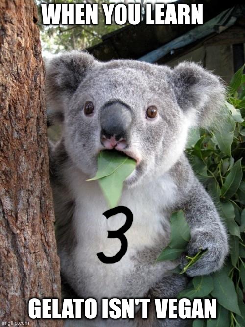 The Shocker | WHEN YOU LEARN; GELATO ISN'T VEGAN | image tagged in memes,surprised koala | made w/ Imgflip meme maker