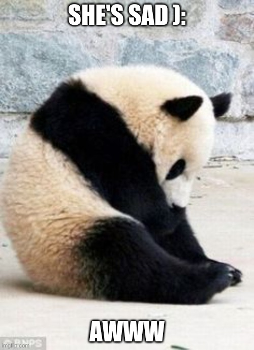 ): panda | SHE'S SAD ):; AWWW | image tagged in sad panda | made w/ Imgflip meme maker