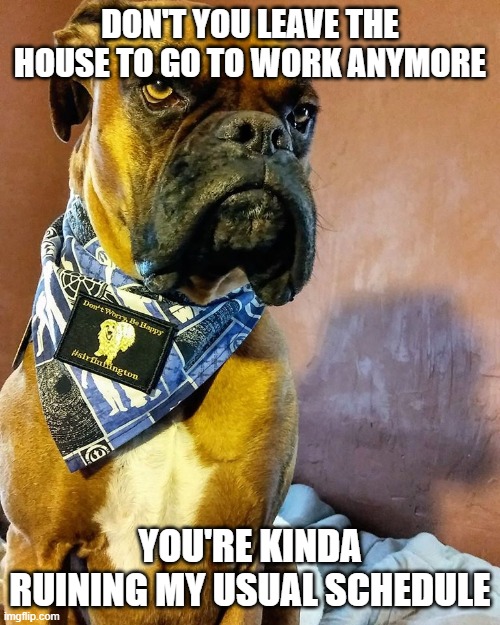 Grumpy Dog | DON'T YOU LEAVE THE HOUSE TO GO TO WORK ANYMORE; YOU'RE KINDA RUINING MY USUAL SCHEDULE | image tagged in grumpy dog | made w/ Imgflip meme maker