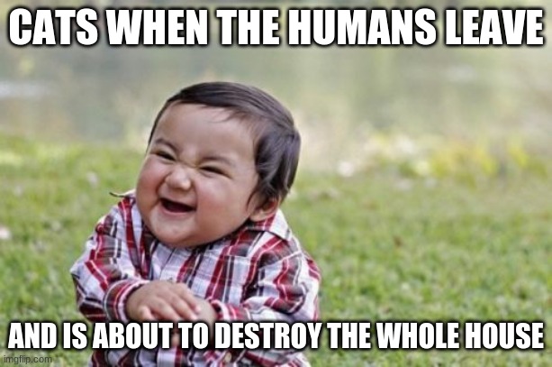 Evil Toddler |  CATS WHEN THE HUMANS LEAVE; AND IS ABOUT TO DESTROY THE WHOLE HOUSE | image tagged in memes,evil toddler,cats | made w/ Imgflip meme maker