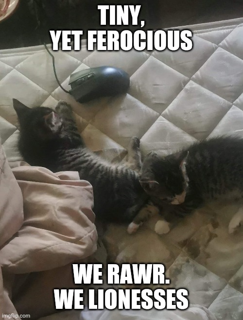 Tiny, yet ferocious | TINY, YET FEROCIOUS; WE RAWR. WE LIONESSES | image tagged in cats,kittens,lions,rawr,aww,cute | made w/ Imgflip meme maker