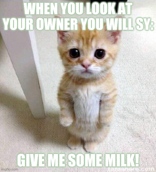 Cute Cat | WHEN YOU LOOK AT YOUR OWNER YOU WILL SY:; GIVE ME SOME MILK! | image tagged in memes,cute cat | made w/ Imgflip meme maker