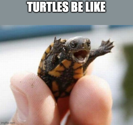 happy baby turtle | TURTLES BE LIKE | image tagged in happy baby turtle | made w/ Imgflip meme maker