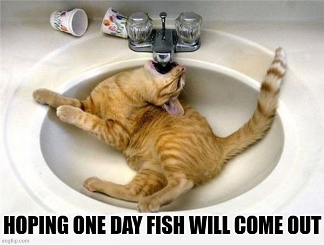I Can Dream, Can't I? | HOPING ONE DAY FISH WILL COME OUT | image tagged in vince vance,thirsty,cats,sink,fish,memes | made w/ Imgflip meme maker