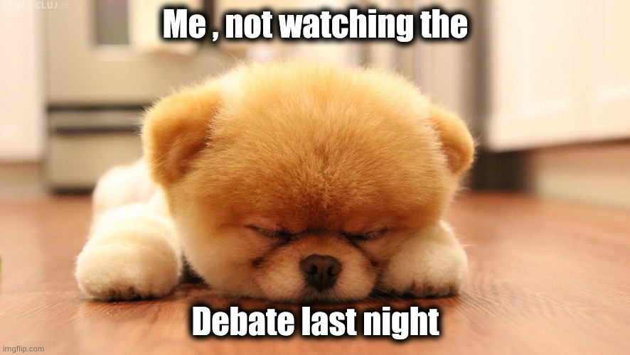 Sleeping dog | Me , not watching the Debate last night | image tagged in sleeping dog | made w/ Imgflip meme maker