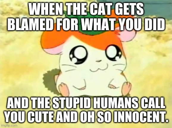 The hamster life |  WHEN THE CAT GETS BLAMED FOR WHAT YOU DID; AND THE STUPID HUMANS CALL YOU CUTE AND OH SO INNOCENT. | image tagged in memes | made w/ Imgflip meme maker