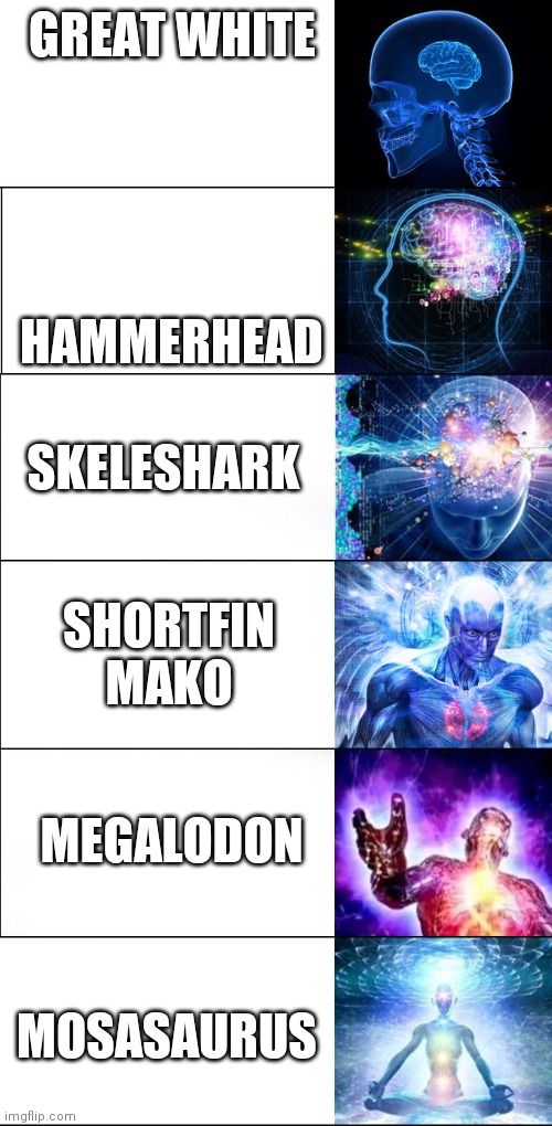 Expanding brain | GREAT WHITE; HAMMERHEAD; SKELESHARK; SHORTFIN MAKO; MEGALODON; MOSASAURUS | image tagged in expanding brain | made w/ Imgflip meme maker