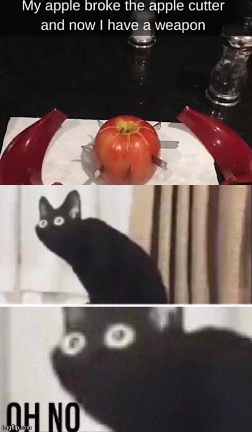 he bout to attack people with an apple | image tagged in oh no cat,gotanypain | made w/ Imgflip meme maker