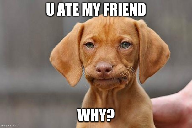 Dissapointed puppy | U ATE MY FRIEND; WHY? | image tagged in dissapointed puppy | made w/ Imgflip meme maker