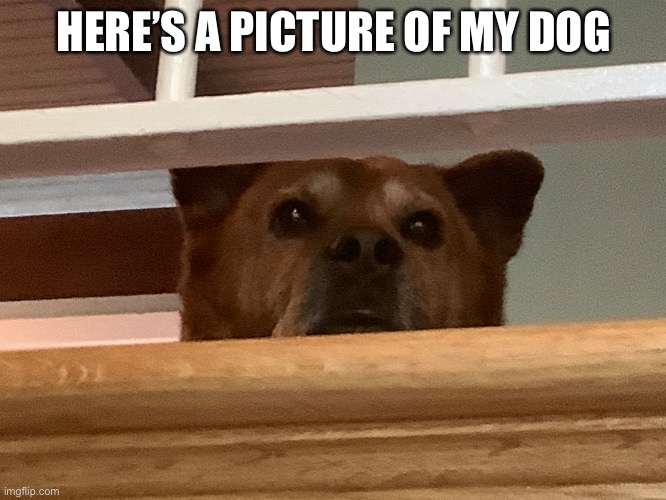 HERE’S A PICTURE OF MY DOG | image tagged in dogs | made w/ Imgflip meme maker