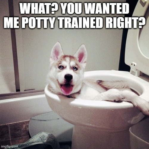 In the Bowl | WHAT? YOU WANTED ME POTTY TRAINED RIGHT? | image tagged in funny dog | made w/ Imgflip meme maker