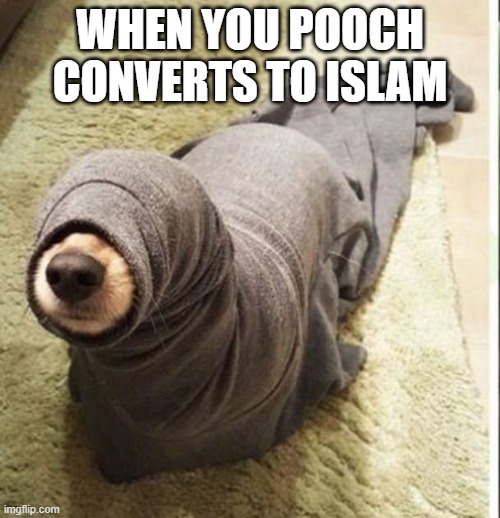 As-salamu alaykum | WHEN YOU POOCH CONVERTS TO ISLAM | image tagged in funny dog | made w/ Imgflip meme maker