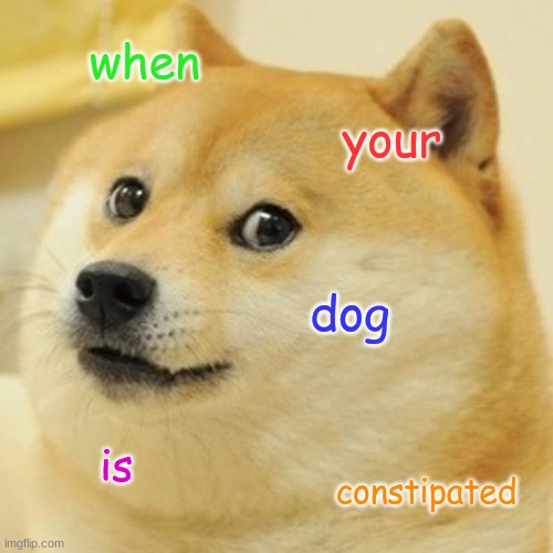 doge |  when; your; dog; is; constipated | image tagged in memes,doge | made w/ Imgflip meme maker