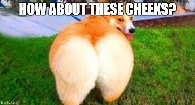 Check Out that Booty | HOW ABOUT THESE CHEEKS? | image tagged in funny dog | made w/ Imgflip meme maker