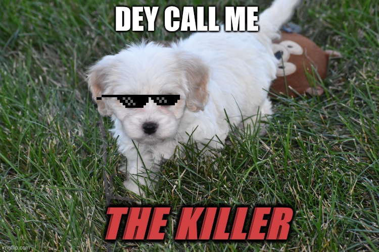 Dey call me THE KILLER | DEY CALL ME; THE KILLER | image tagged in cutedoggy killerdoggy daisymiller | made w/ Imgflip meme maker
