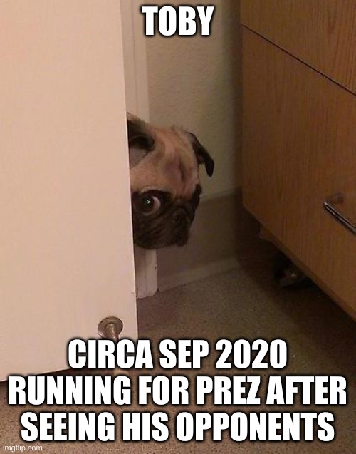 Guilty Pug | TOBY CIRCA SEP 2020 RUNNING FOR PREZ AFTER SEEING HIS OPPONENTS | image tagged in guilty pug | made w/ Imgflip meme maker