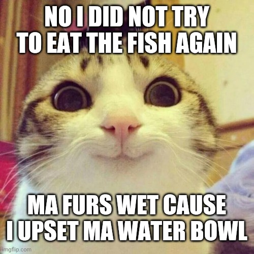 Smiling Cat | NO I DID NOT TRY TO EAT THE FISH AGAIN; MA FURS WET CAUSE I UPSET MA WATER BOWL | image tagged in memes,smiling cat | made w/ Imgflip meme maker