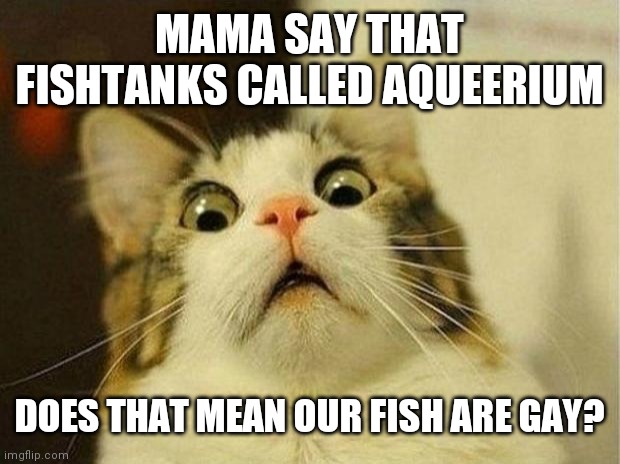 Scared Cat Meme | MAMA SAY THAT FISHTANKS CALLED AQUEERIUM; DOES THAT MEAN OUR FISH ARE GAY? | image tagged in memes,scared cat | made w/ Imgflip meme maker