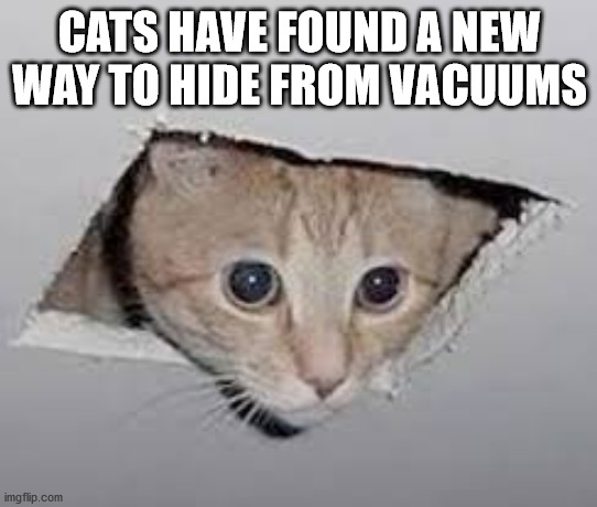 CATS HAVE FOUND A NEW WAY TO HIDE FROM VACUUMS | image tagged in memes | made w/ Imgflip meme maker