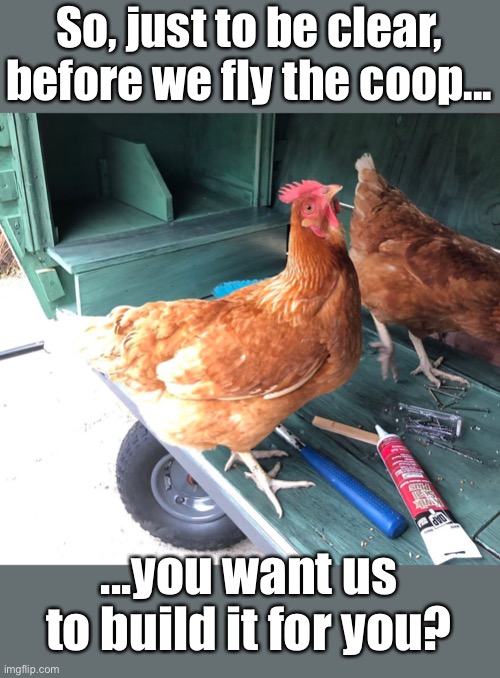 Well, Cluck That! | So, just to be clear, before we fly the coop... ...you want us to build it for you? | image tagged in funny memes,chickens | made w/ Imgflip meme maker