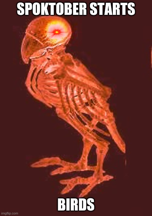 spooky bird | SPOKTOBER STARTS; BIRDS | image tagged in spooky bird | made w/ Imgflip meme maker